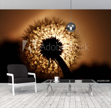 Picture of beautiful big dandelion silhouette in the sunset light